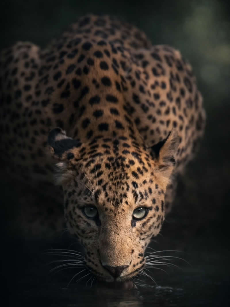 Indian Wildlife Photography by Ashok Sikri