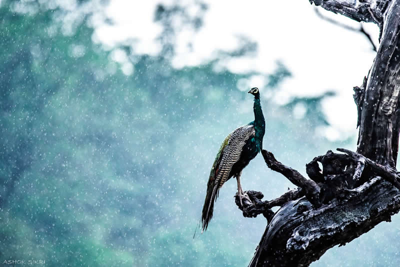 Indian Wildlife Photography by Ashok Sikri