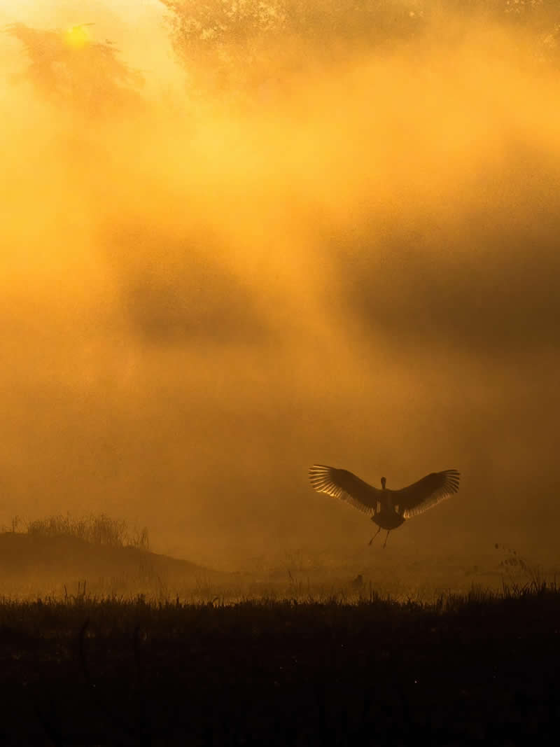 Indian Wildlife Photography by Ashok Sikri