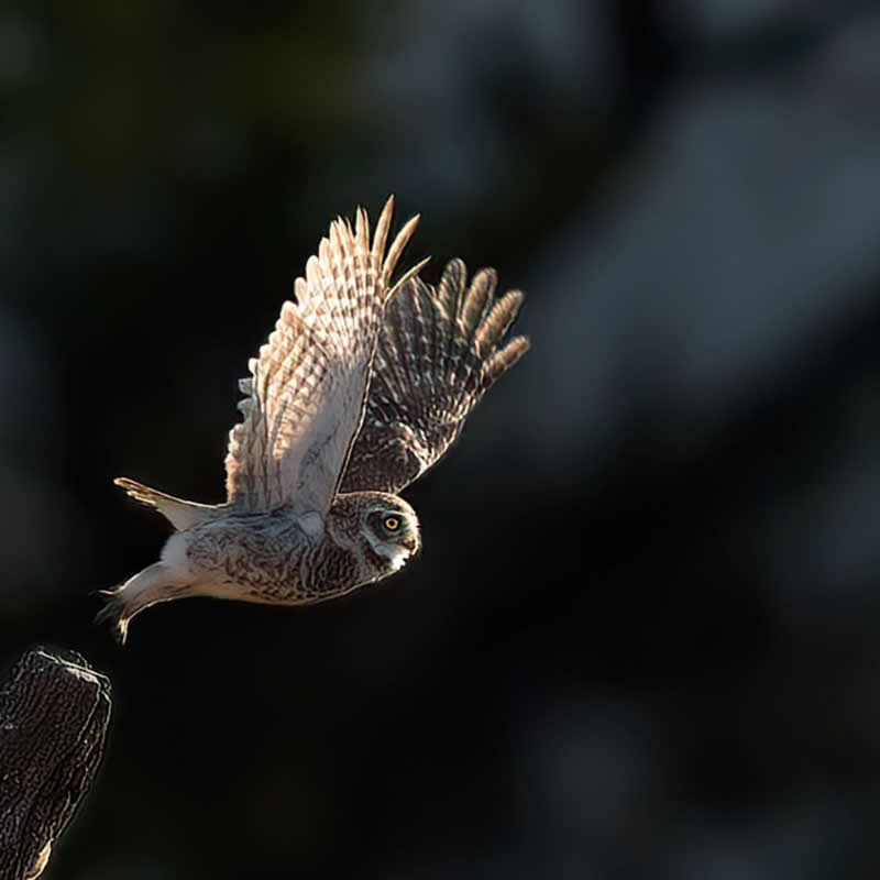 Indian Wildlife Photography by Ashok Sikri