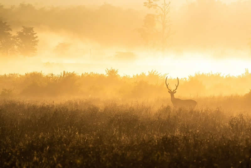 Indian Wildlife Photography by Ashok Sikri