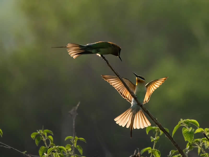 Indian Wildlife Photography by Ashok Sikri