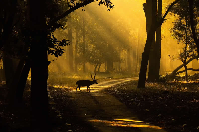 Indian Wildlife Photography by Ashok Sikri