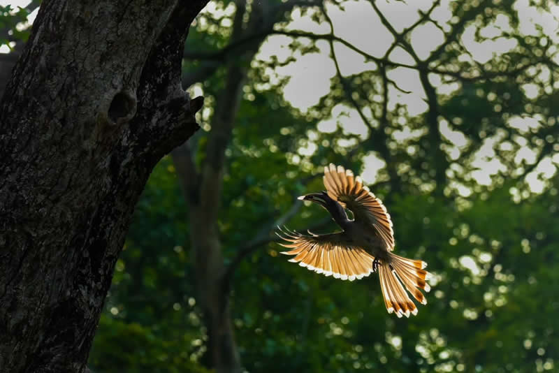 Indian Wildlife Photography by Ashok Sikri