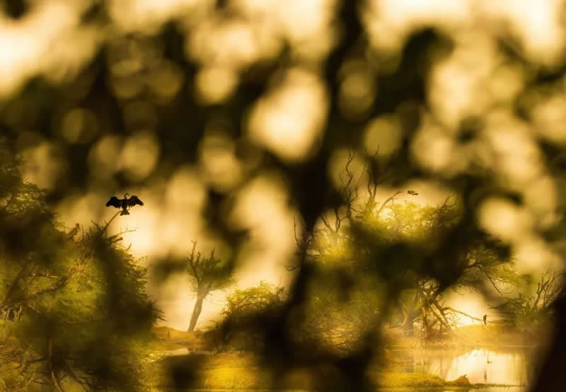 Indian Wildlife Photography by Ashok Sikri