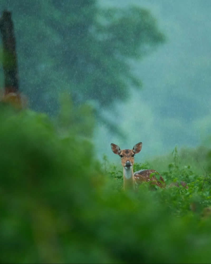 Indian Wildlife Photography by Ashok Sikri