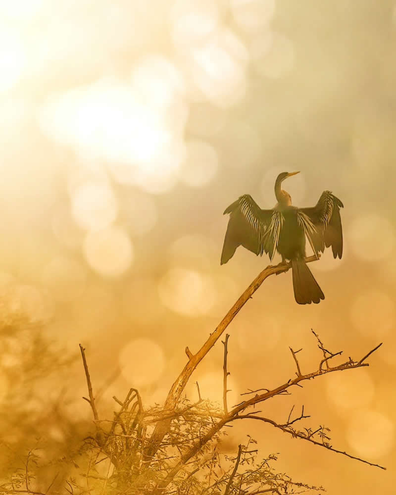 Indian Wildlife Photography by Ashok Sikri