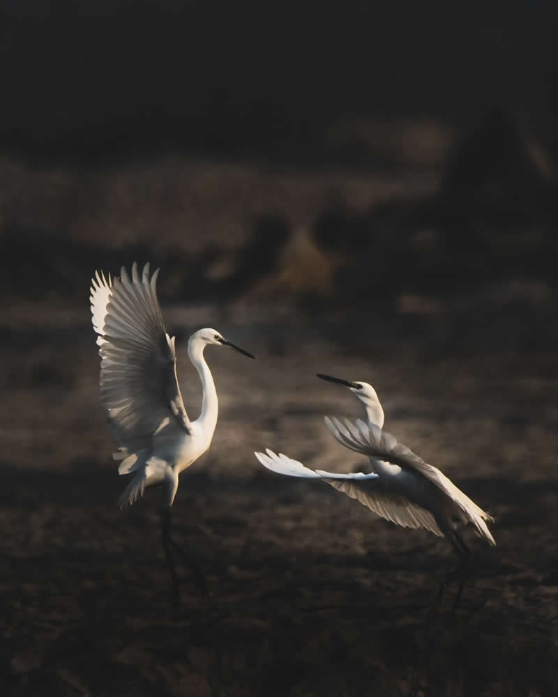 Indian Wildlife Photography by Ashok Sikri