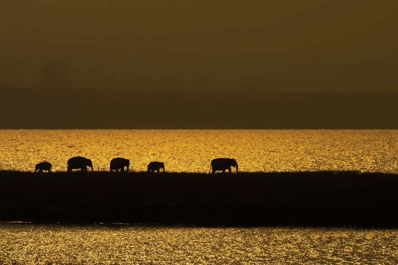 Indian Wildlife Photography by Ashok Sikri