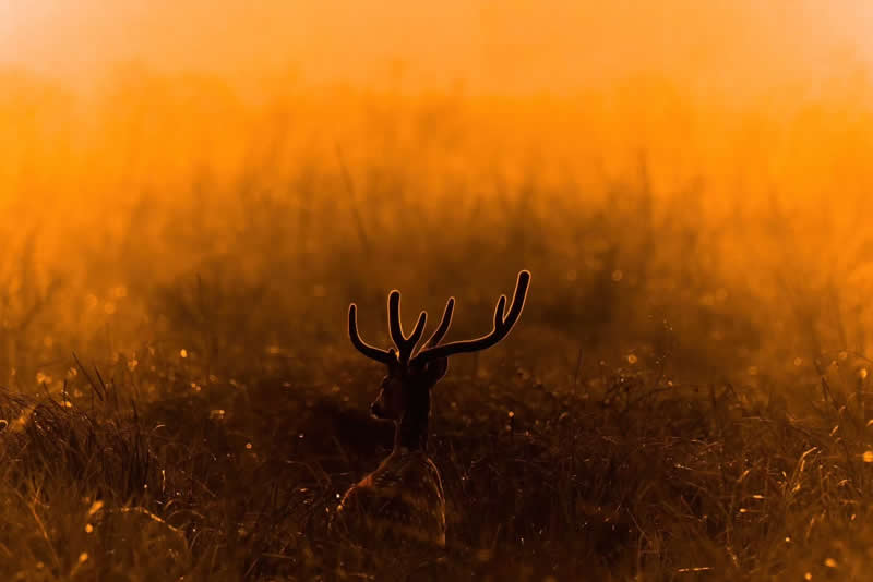 Indian Wildlife Photography by Ashok Sikri