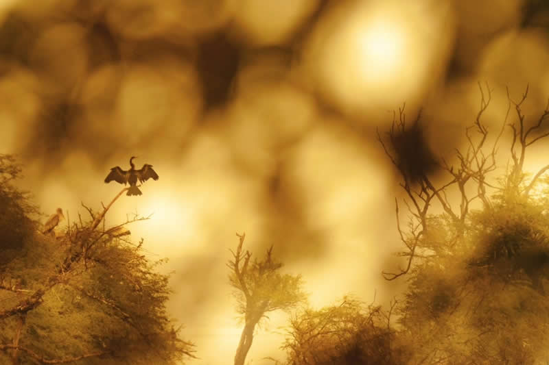 Indian Wildlife Photography by Ashok Sikri