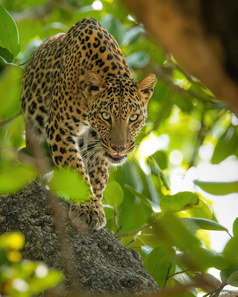 Indian Wildlife Photography by Ashok Sikri