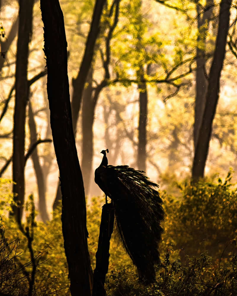 Indian Wildlife Photography by Ashok Sikri