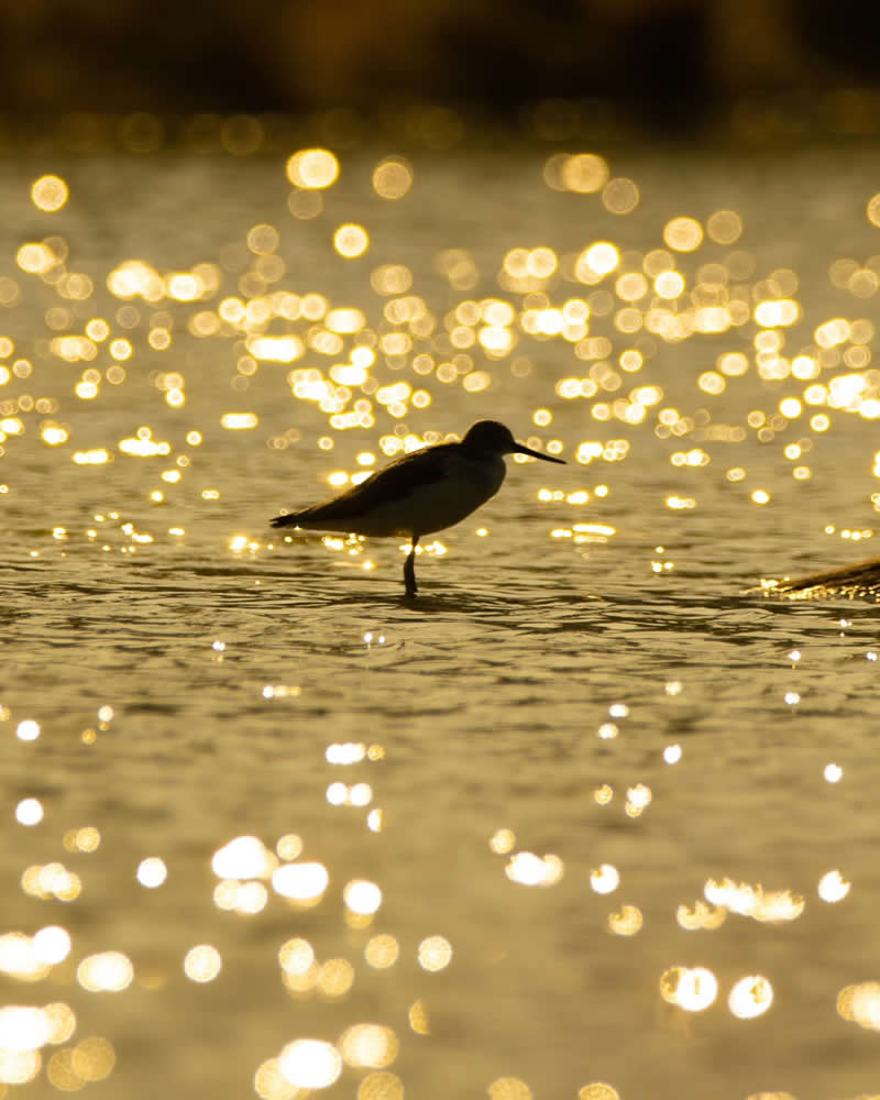 Indian Wildlife Photography by Ashok Sikri