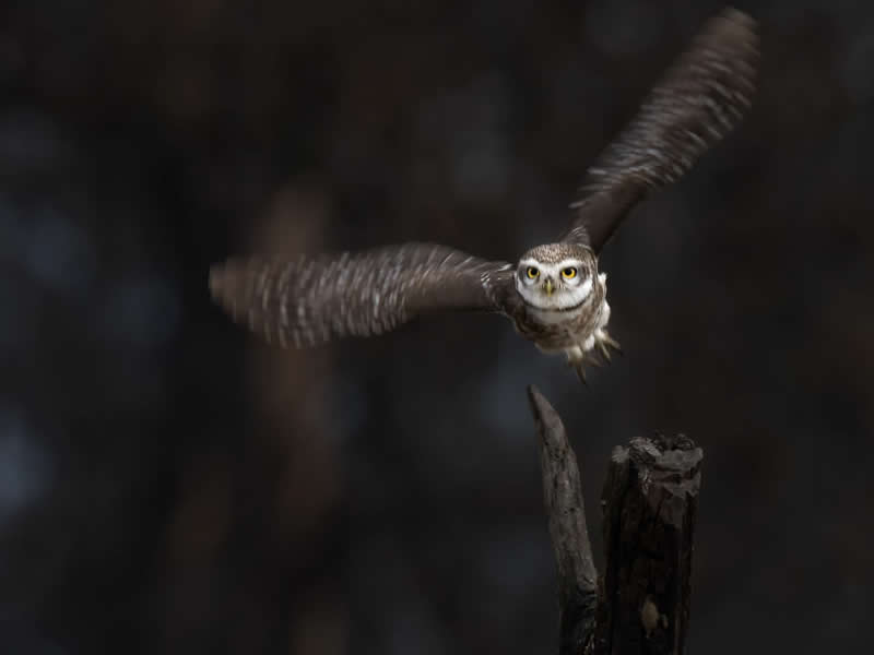 Indian Wildlife Photography by Ashok Sikri