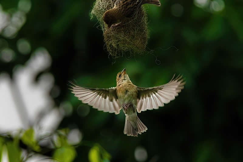 Indian Wildlife Photography by Ashok Sikri