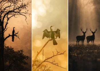 indian wildlife photography