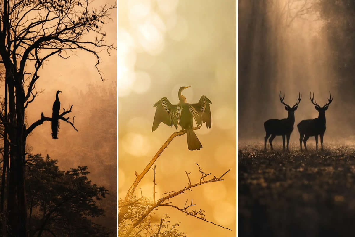30 Spectacular Wildlife Photos by Ashok Sikri That Show the Magic of the Natural World
