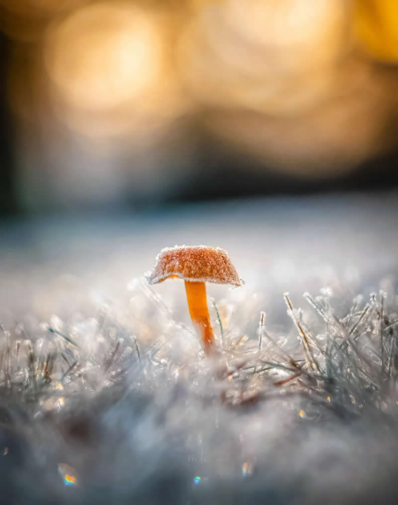 Sometimes growth doesn&rsquo;t need warmth, it needs patience - Enchanting Macro Photos by Magdalena
