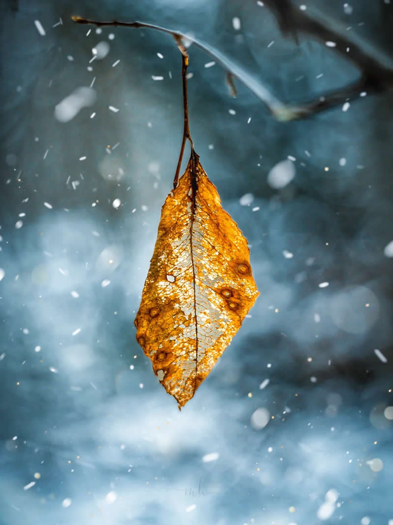 Hello, winter - Enchanting Macro Photos by Magdalena