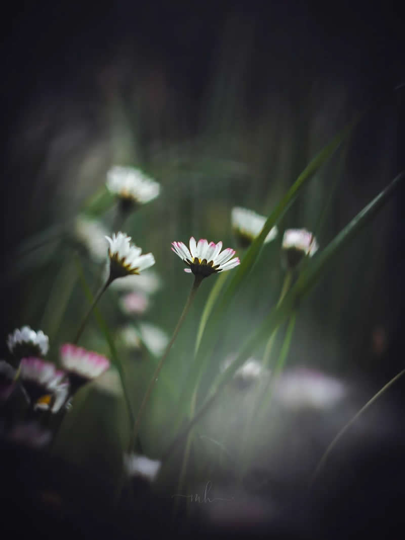 Daisies remind us that simplicity is beautiful - Enchanting Macro Photos by Magdalena