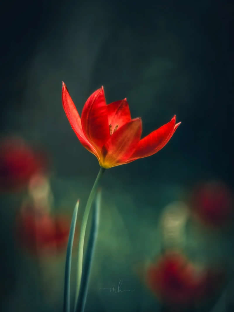 A flower doesn&rsquo;t ask to be noticed - Enchanting Macro Photos by Magdalena