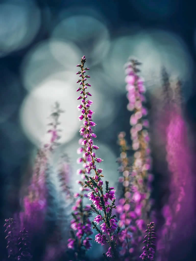 Between light and shadow, something beautiful is always blooming - Enchanting Macro Photos by Magdalena