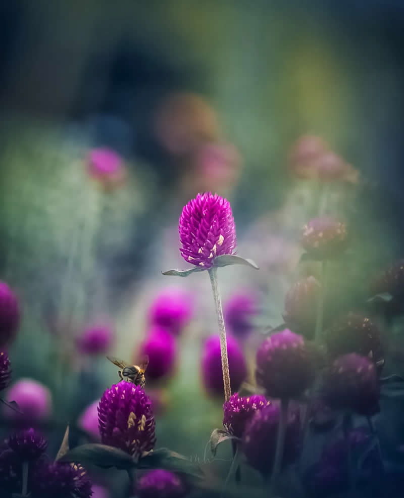 Amid all the chaos, there are always small things that feel good - Enchanting Macro Photos by Magdalena