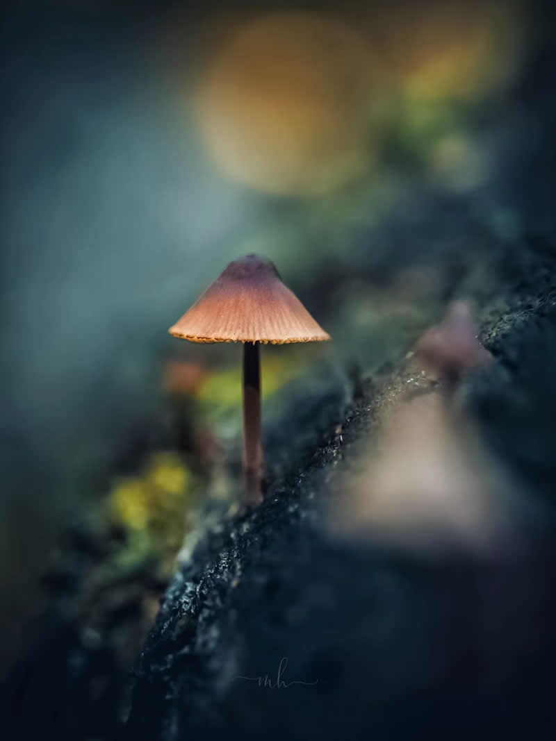 Enchanting Macro Photos by Magdalena