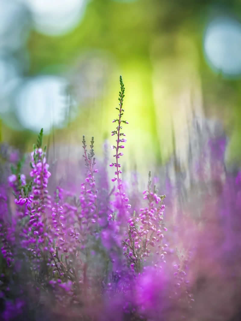 The heather on the hill is the color of twilight - soft, wild, and quietly enduring - Enchanting Macro Photos by Magdalena