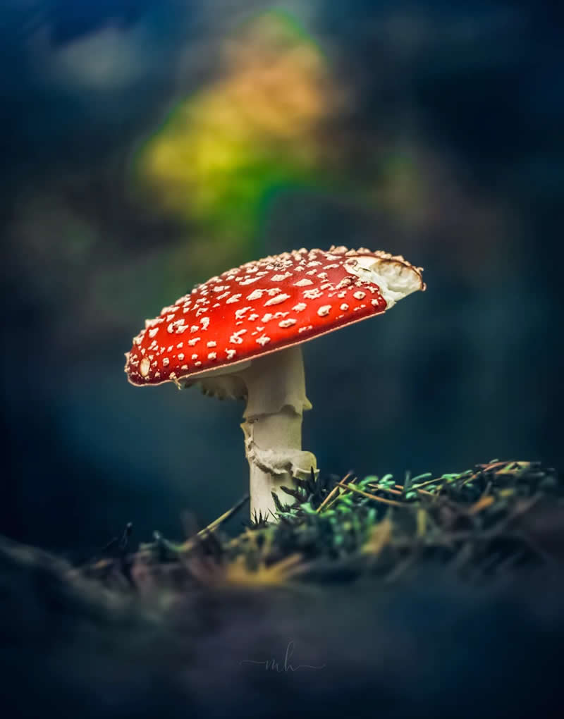 A fairytale in red and white, The forest&rsquo;s most magical mushroom! - Enchanting Macro Photos by Magdalena