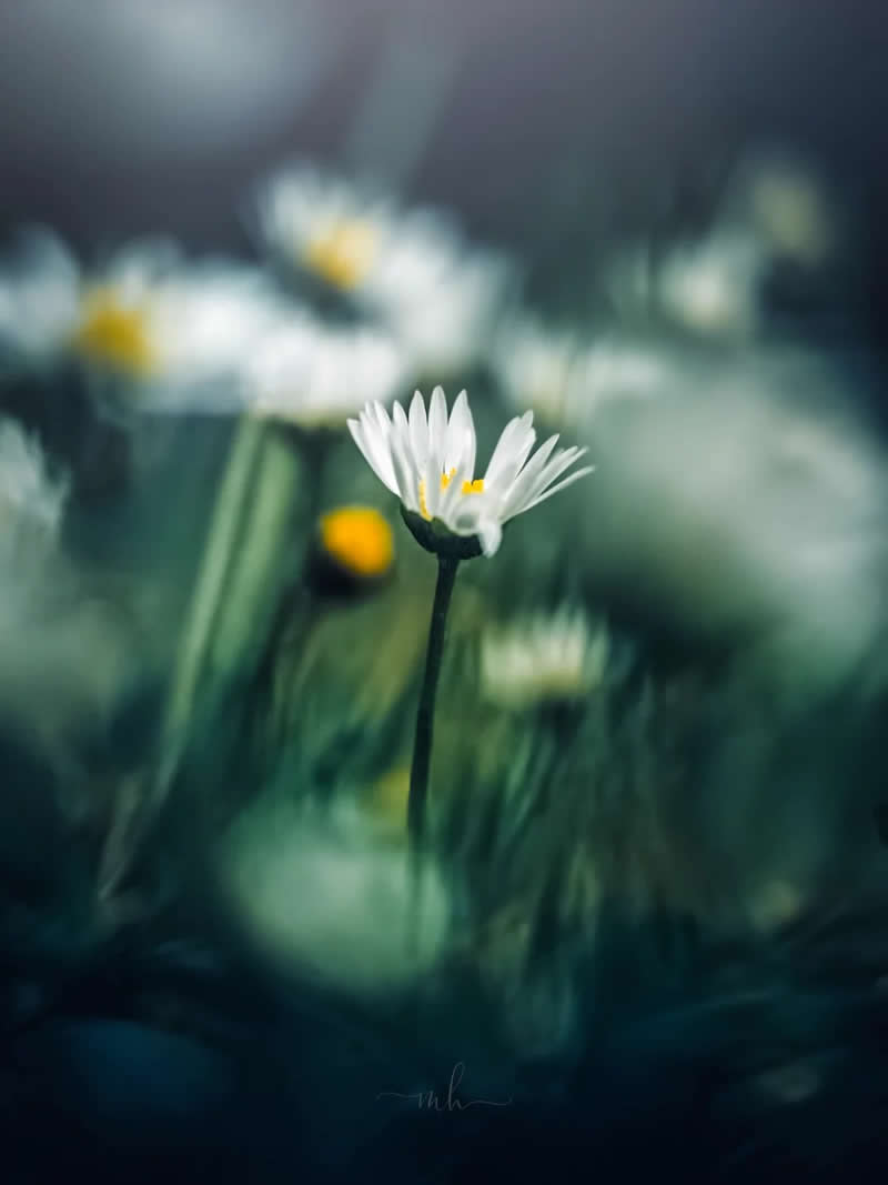 A little wild, a little magic - Enchanting Macro Photos by Magdalena