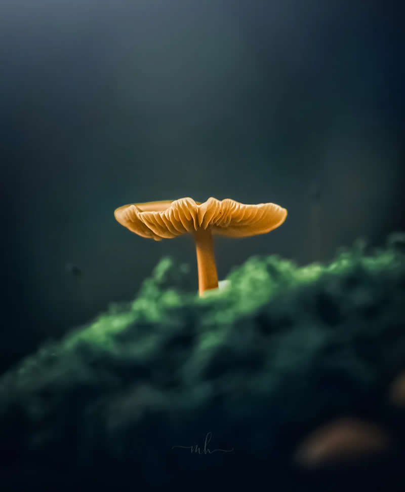 Autumn does bring beautiful colors and scenery - Enchanting Macro Photos by Magdalena