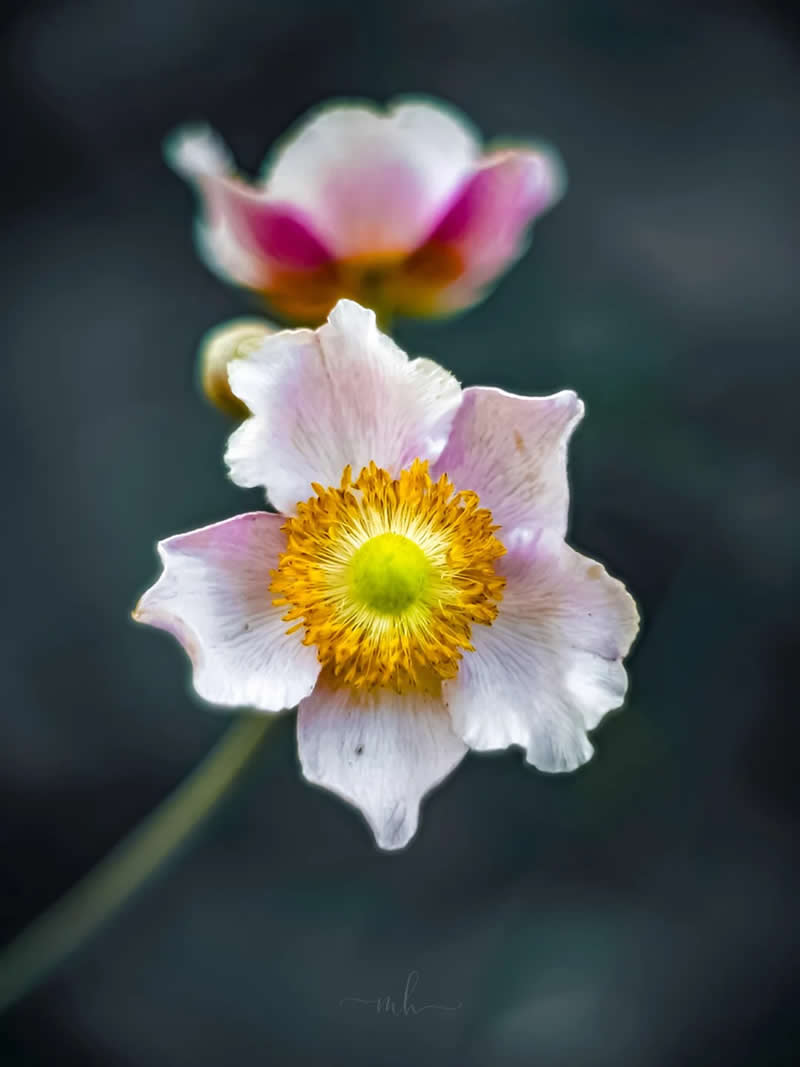 Even in the shadows, beauty finds a way to shine - Enchanting Macro Photos by Magdalena