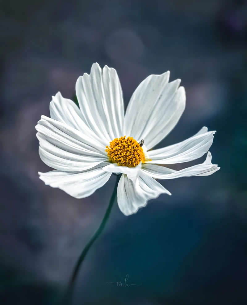 How quietly a flower blooms - and yet it makes the whole world more beautiful - Enchanting Macro Photos by Magdalena