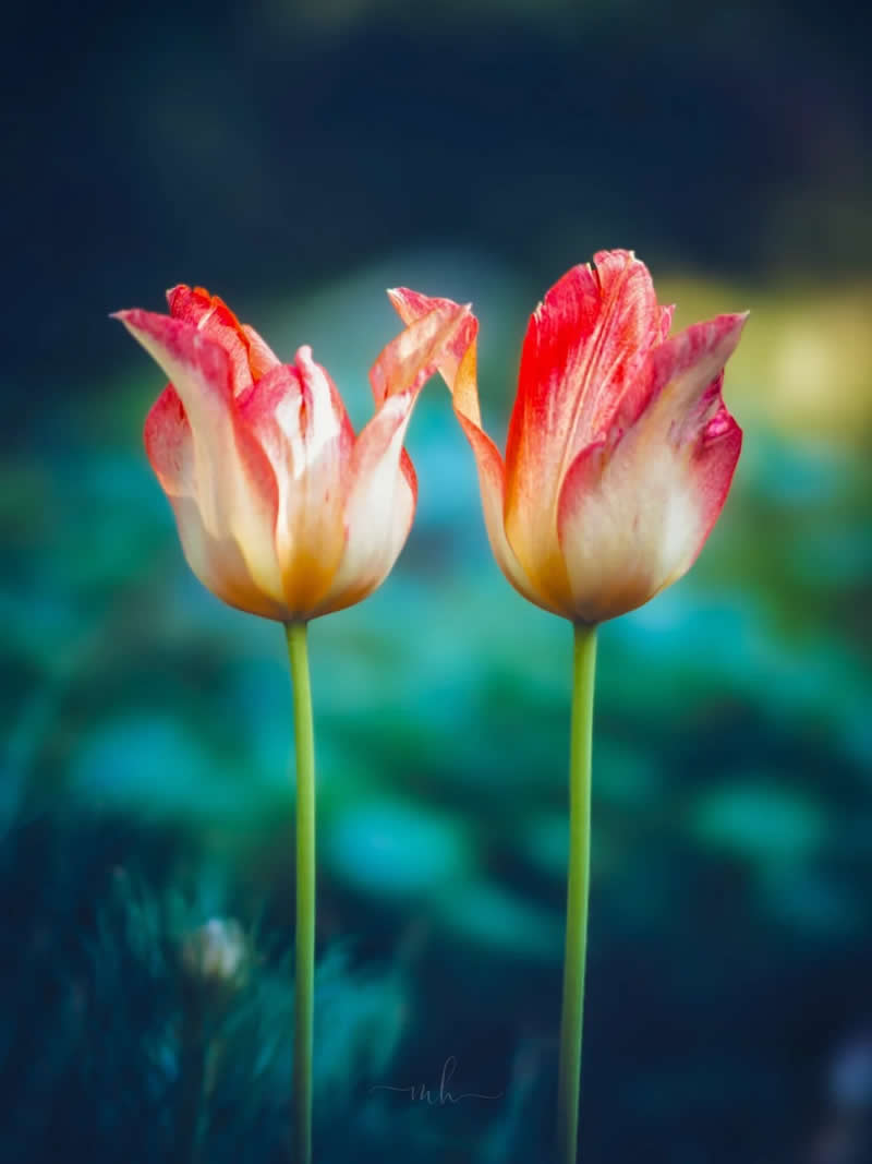 Partner in crime - Enchanting Macro Photos by Magdalena