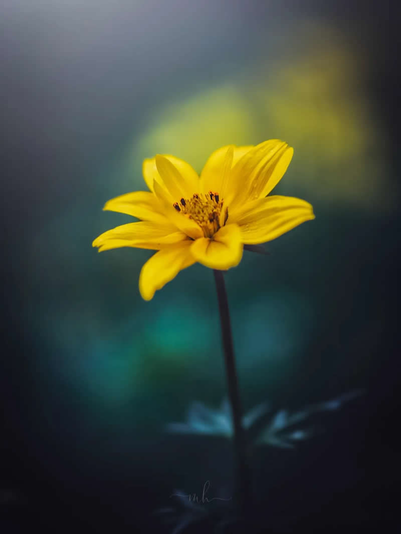 Not every flower needs applause - some bloom just for themselves - Enchanting Macro Photos by Magdalena