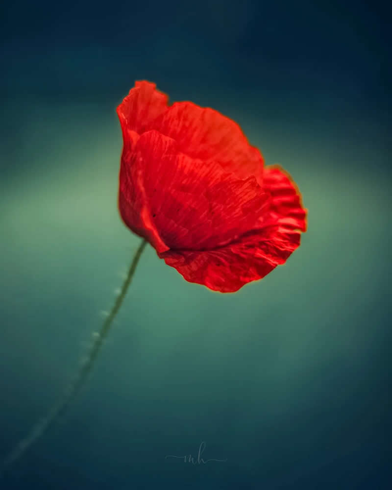 Friends are the people with whom we not only share the present, but also collect the most beautiful memories - Enchanting Macro Photos by Magdalena