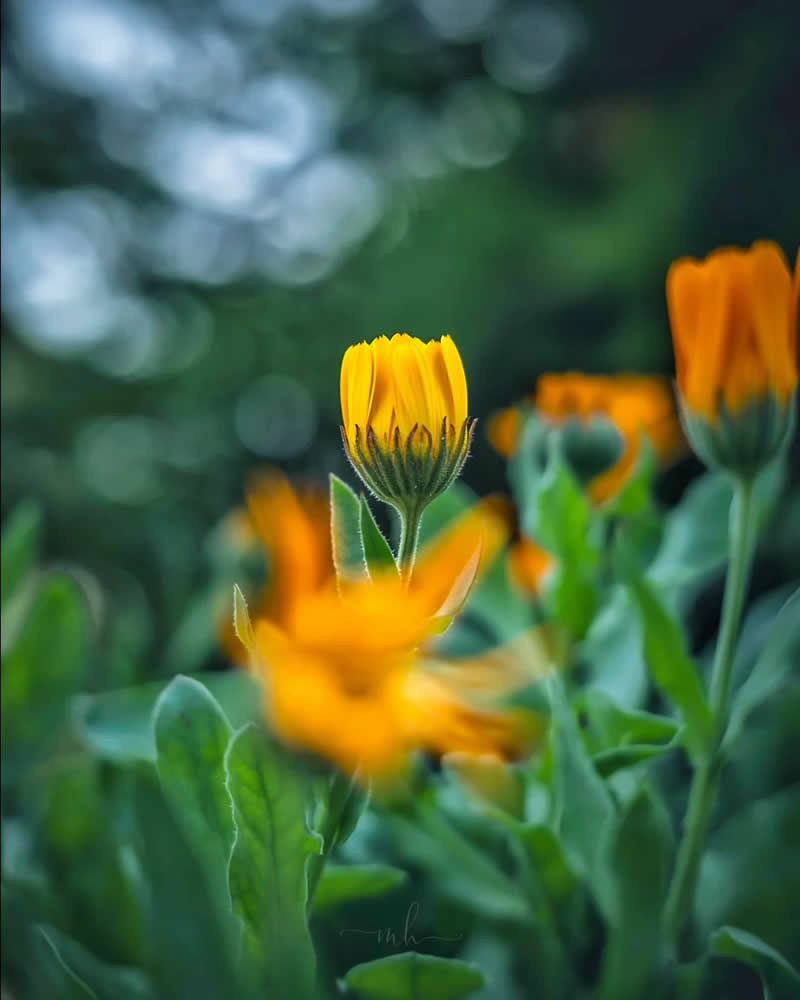 Nature does not hurry, yet everything is accomplished - Enchanting Macro Photos by Magdalena