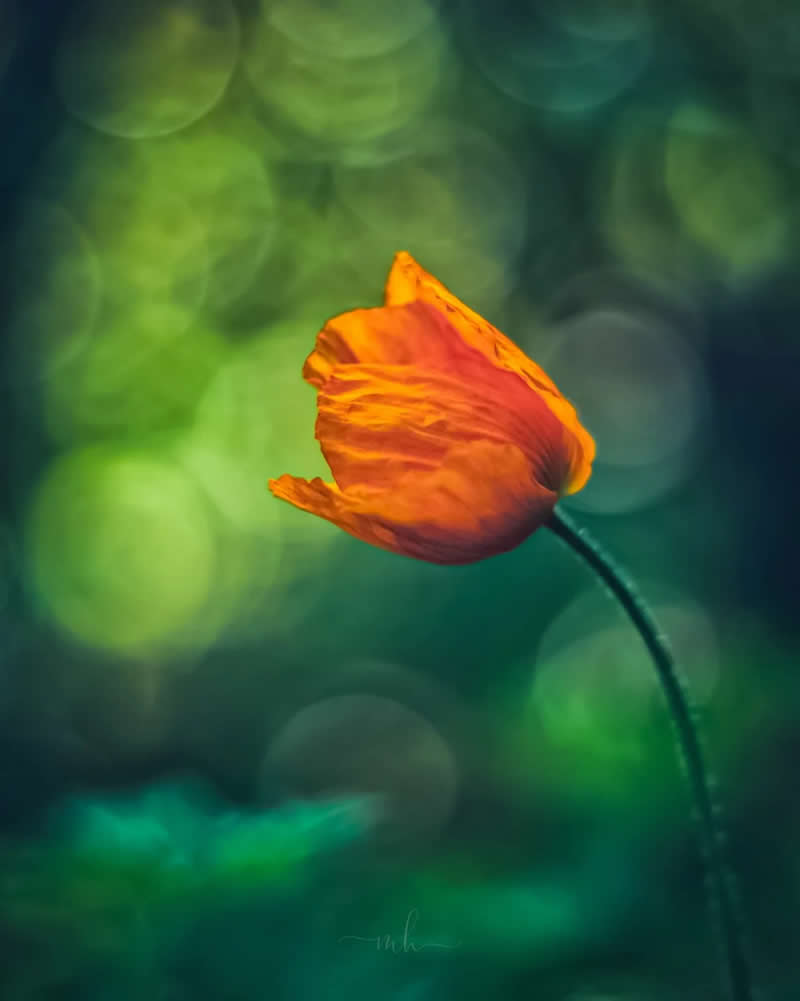 Poppies are like little fireworks in nature that warm the heart - Enchanting Macro Photos by Magdalena