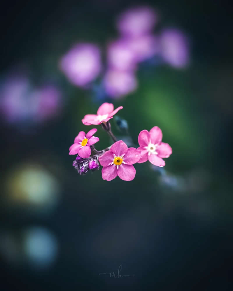 In a sea of blooms, the forget-me-not stands out as a gentle reminder to hold loved ones close - Enchanting Macro Photos by Magdalena