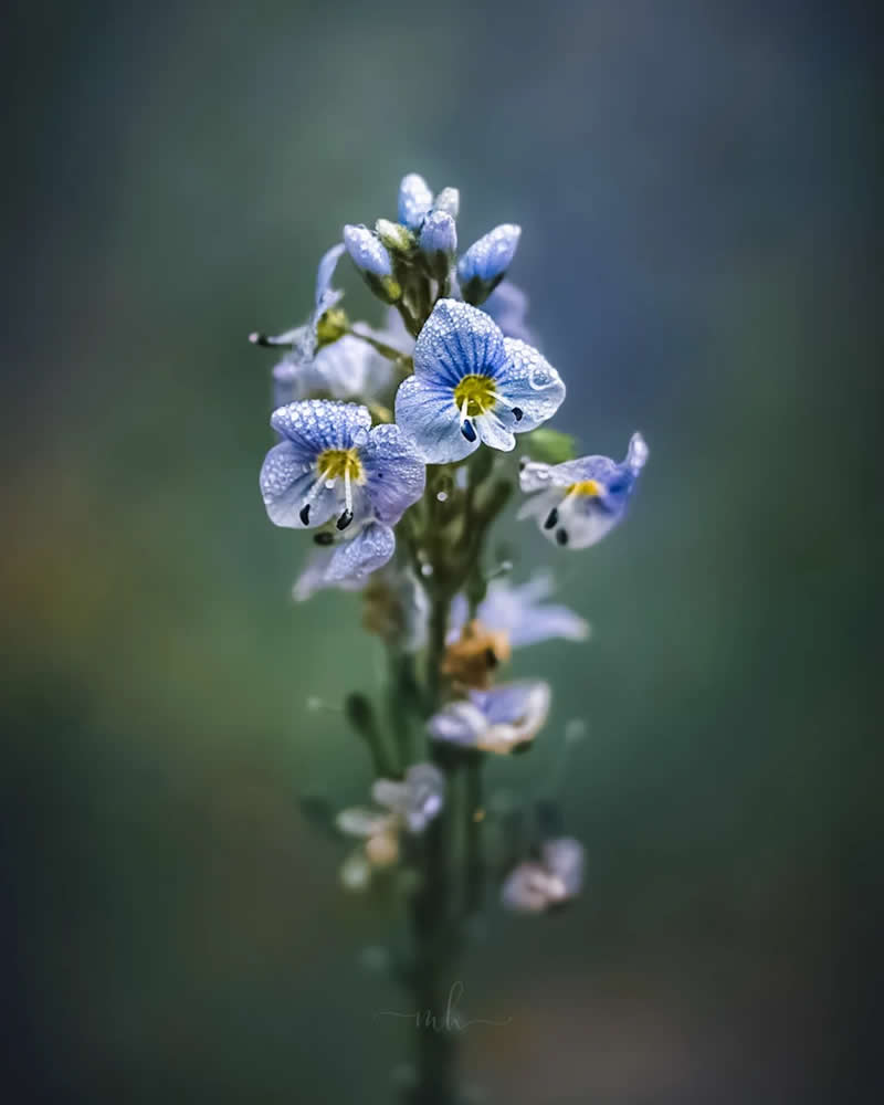 The earth has music for those who listen - Enchanting Macro Photos by Magdalena