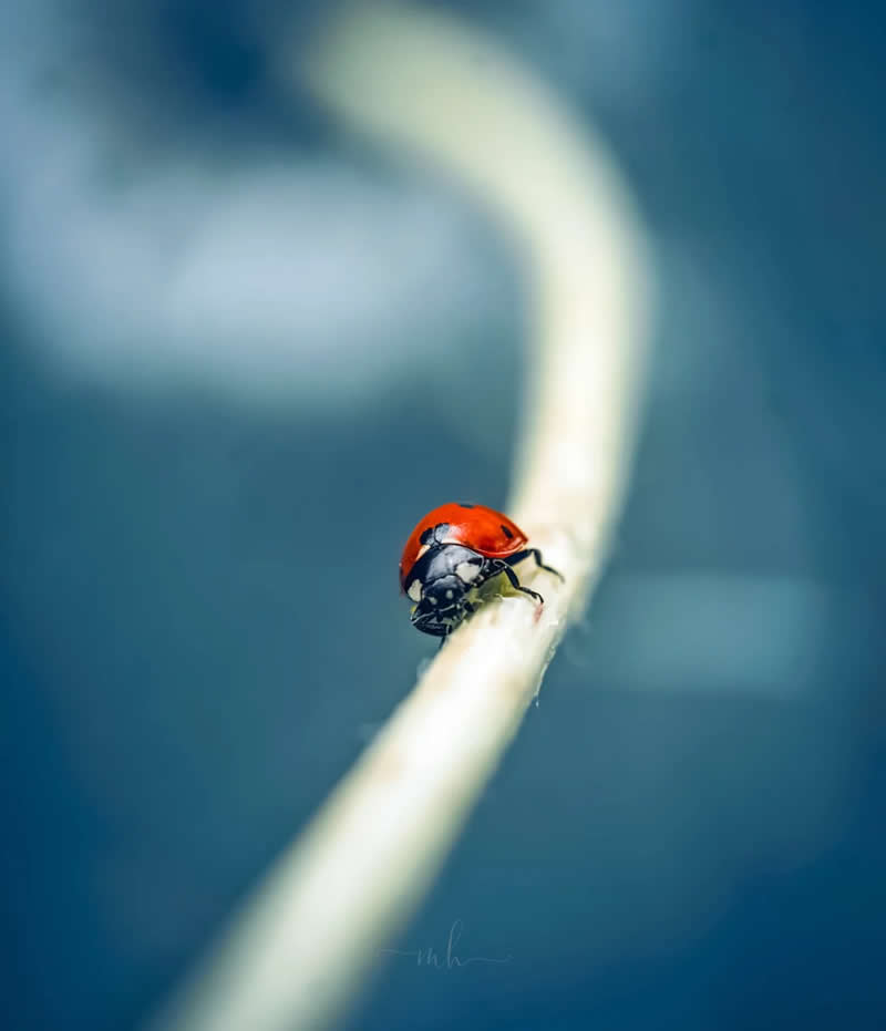 A small speckled visitor, wearing a crimson cape, brighter than a cherry, smaller than a grape. A polka-dotted someone, walking on my wall. A black-hooded lady in a scarlet shawl - Enchanting Macro Photos by Magdalena