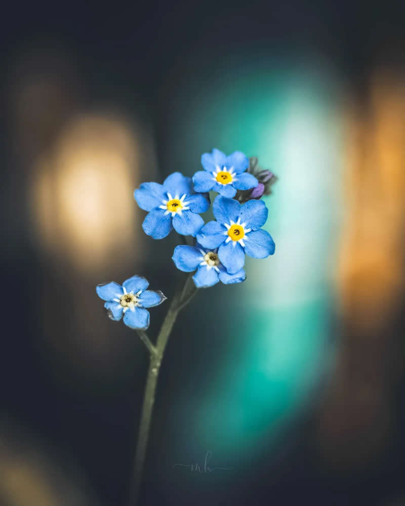 Tiny bloom of sky-blue grace, a whisper: don't forget this place - Enchanting Macro Photos by Magdalena