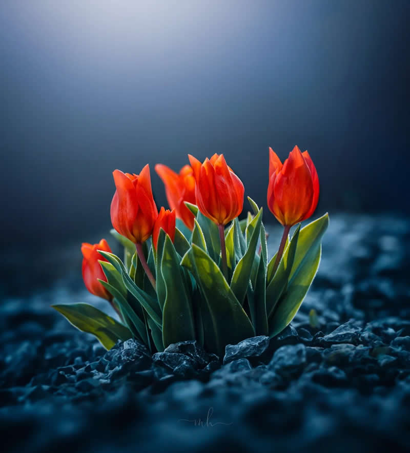 Passion. It lies in all of us. Sleeping, waiting and though unwanted, unbidden, it will stir, open its jaws and howl - Enchanting Macro Photos by Magdalena