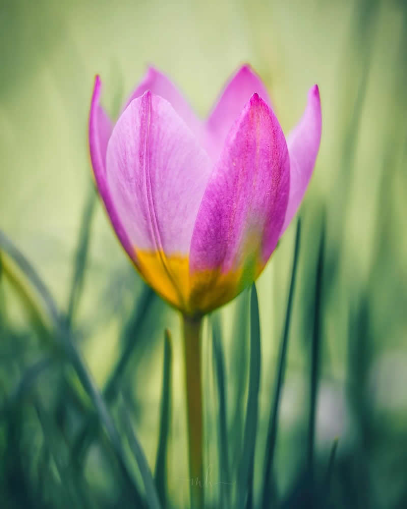 If I were a tulip, I'd bloom just to see you smile - Enchanting Macro Photos by Magdalena