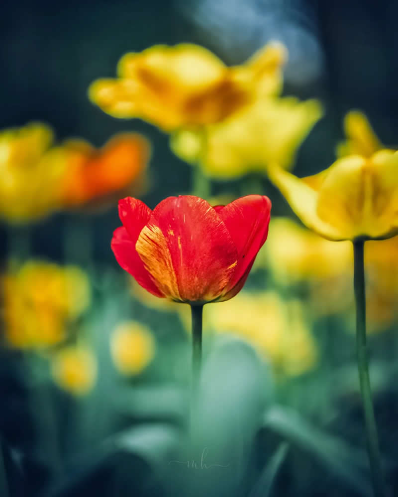 In a world full of copies, be a rare original. One in a million - Enchanting Macro Photos by Magdalena