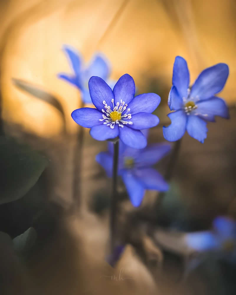 Happiness lives inside of the smallest moments - Enchanting Macro Photos by Magdalena