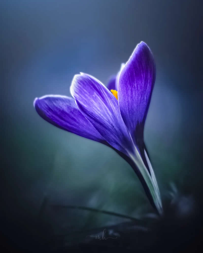 Nature is not a place to visit, it is home - Enchanting Macro Photos by Magdalena