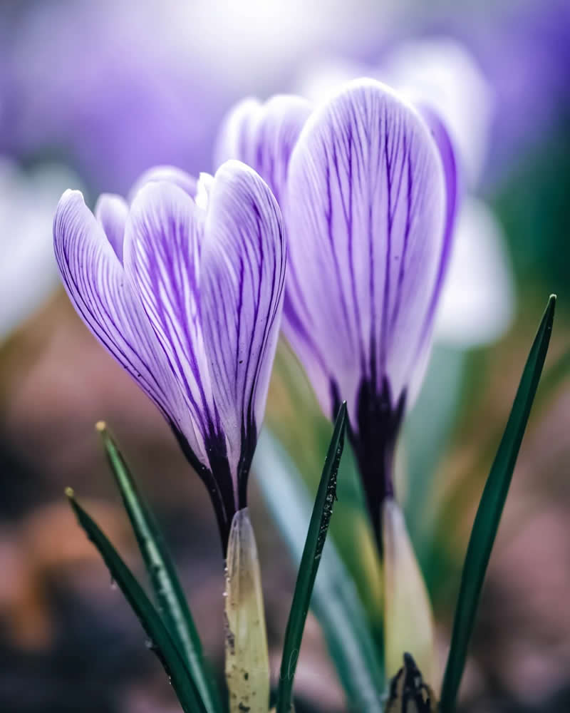 The purple, delicate-veined crocuses, with little flames of orange blowing from their centres, seemed to hold the light as in cups - Enchanting Macro Photos by Magdalena